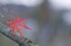 残り紅乃陸