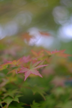 子秋日和