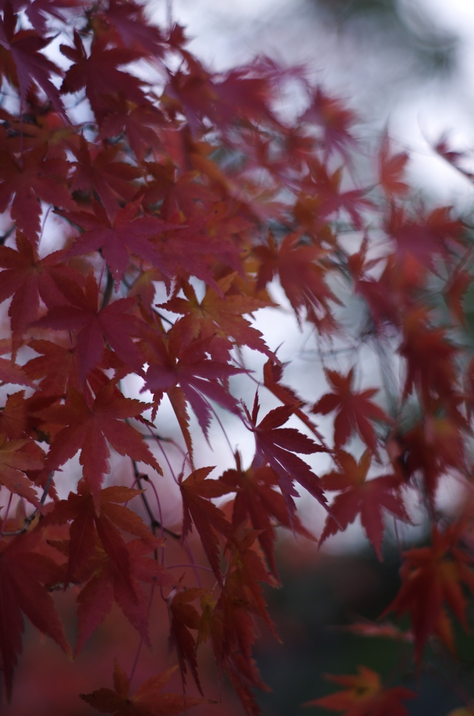 残り紅乃肆