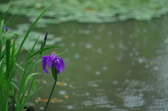 雨も良し