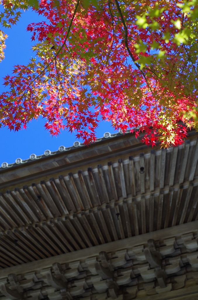 コラボの空
