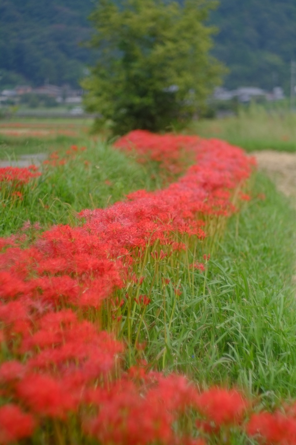 君のために笑ってる