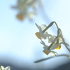 分身
