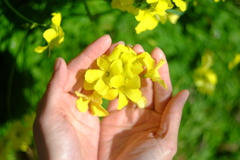 手のひらを太陽に