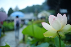 相合傘は