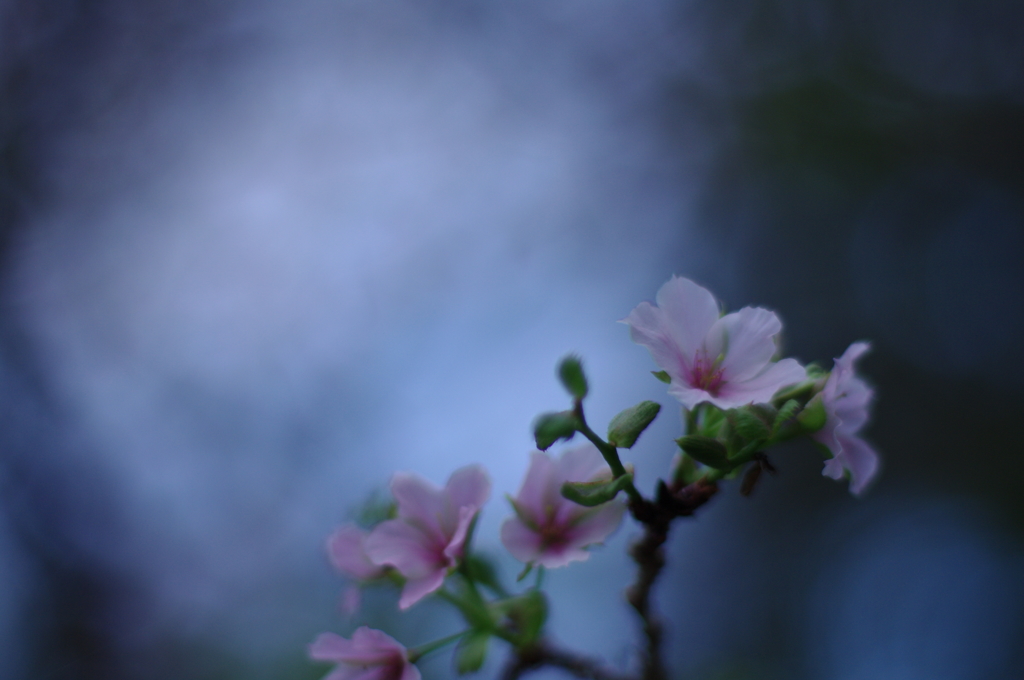 一人暮らし