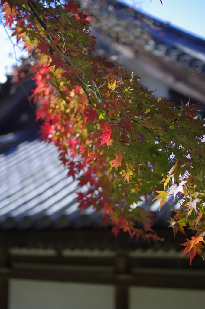 まだ頑張って紅