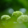 本当の雨