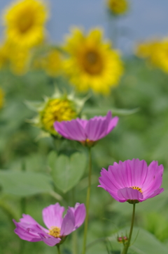 夏桜と夏花