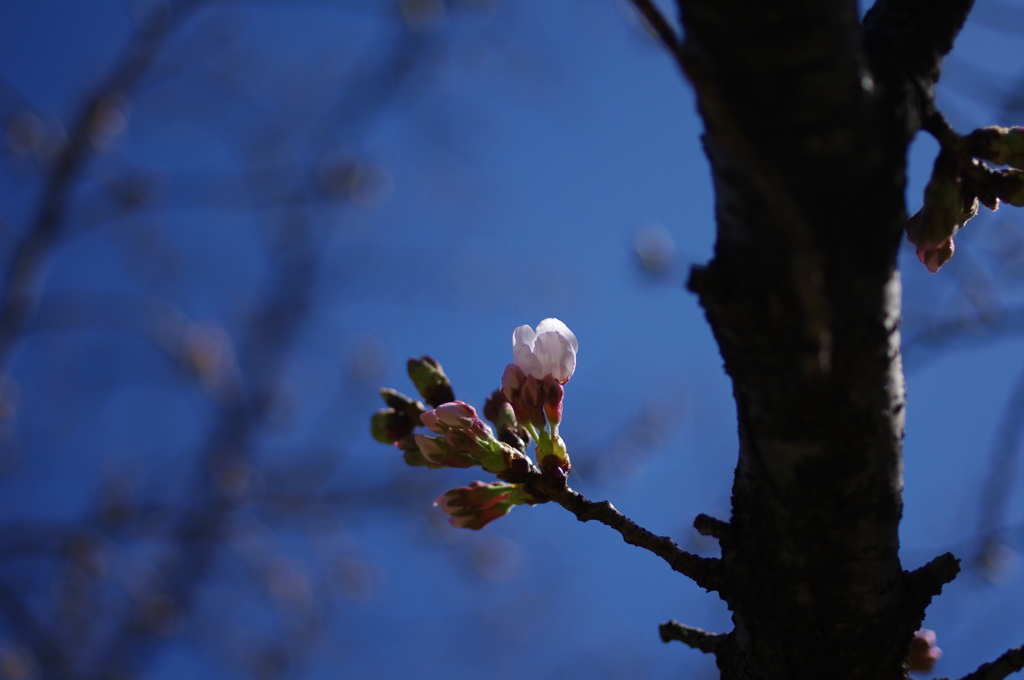 プリ開花