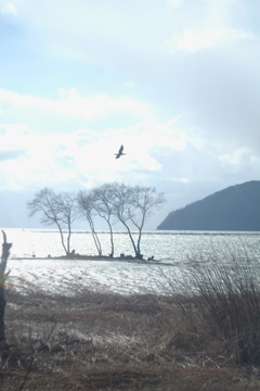 孤高