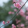 逃避