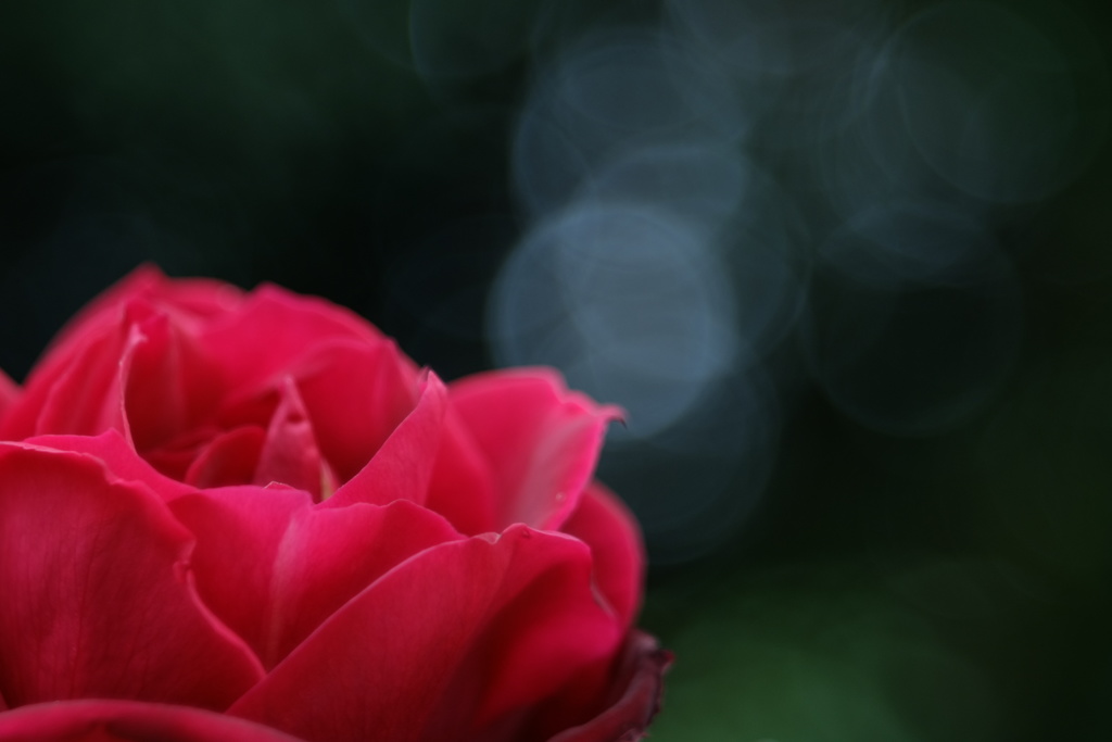 残り薔薇