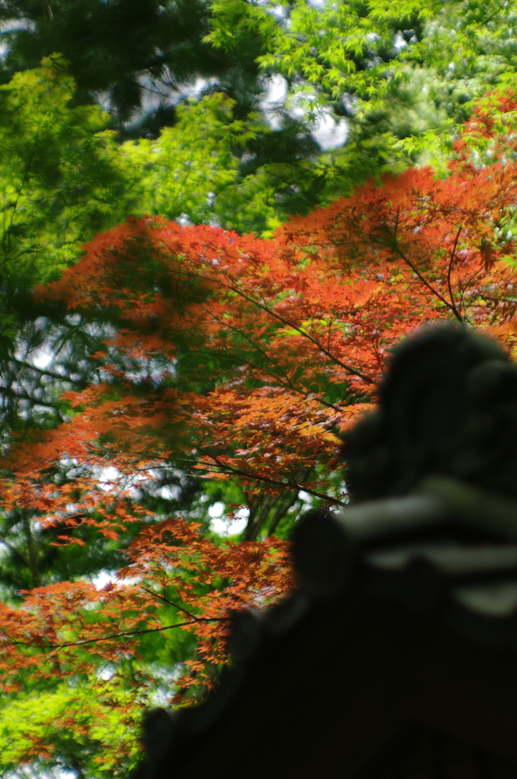 秋晴れ？