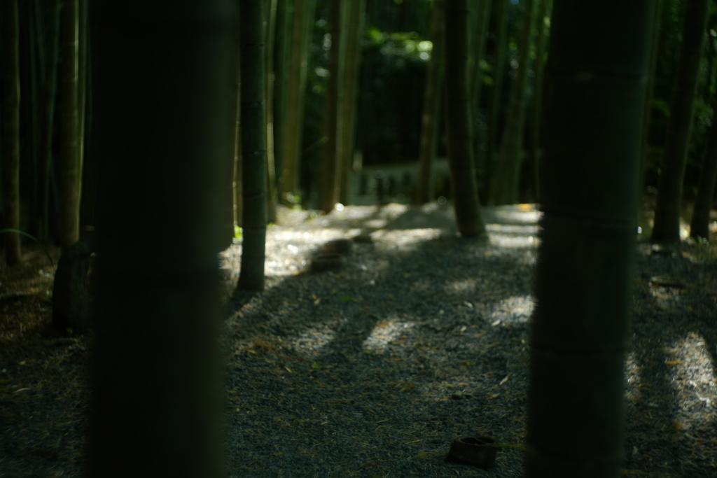 夏なのか
