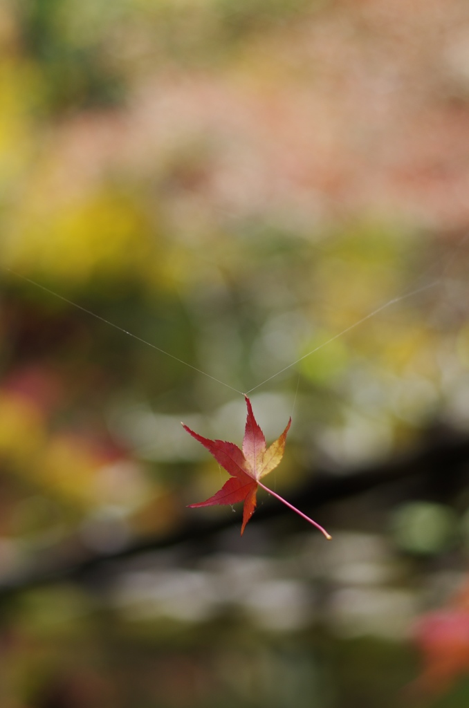 ブランコ紅葉