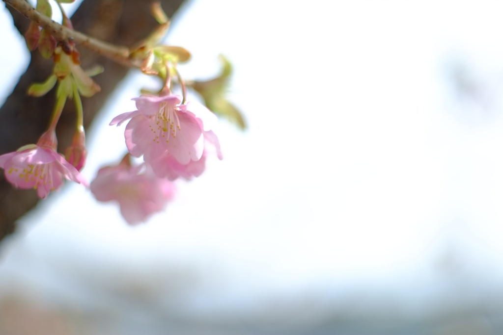 出会ったコ