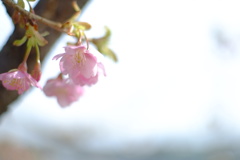 出会ったコ