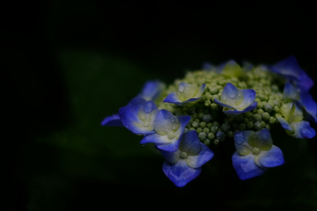 味紫陽花