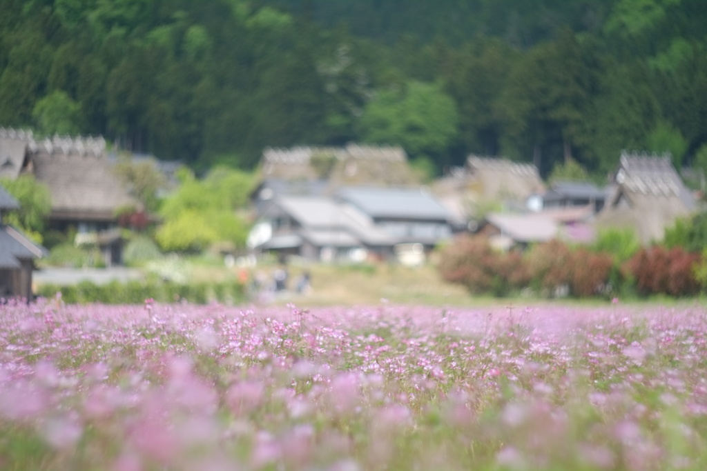 懐かしい日々