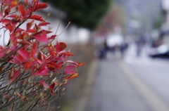 残り紅乃参