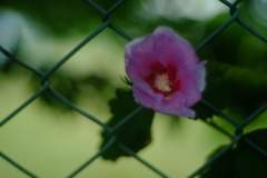 花よりレンズ