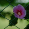 花よりレンズ