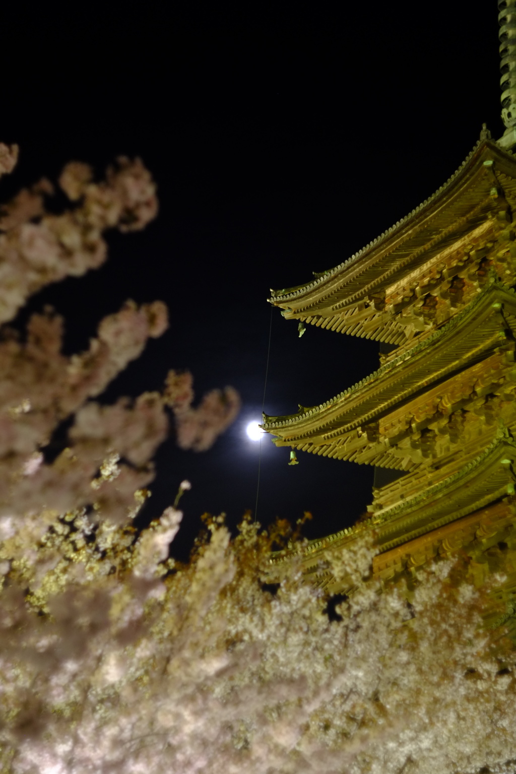 月寒桜