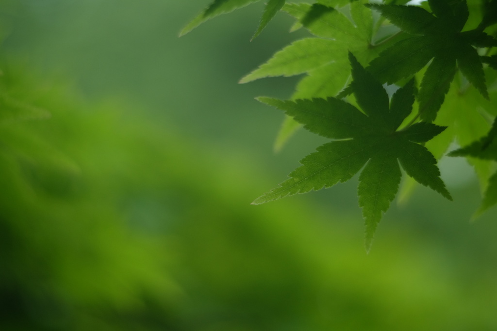 Midori
