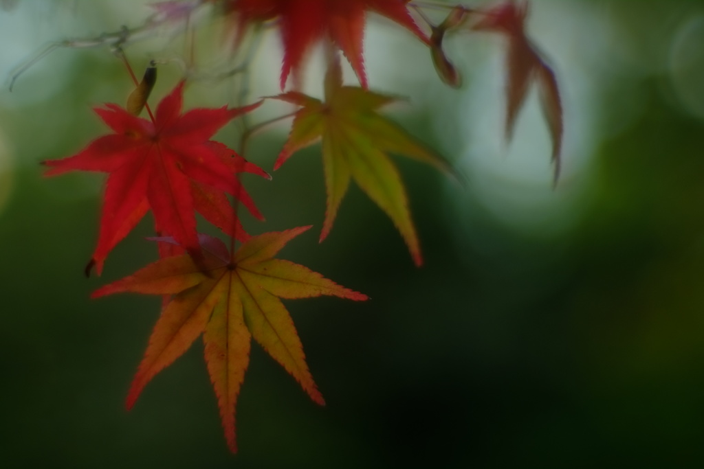 燃え尽きて
