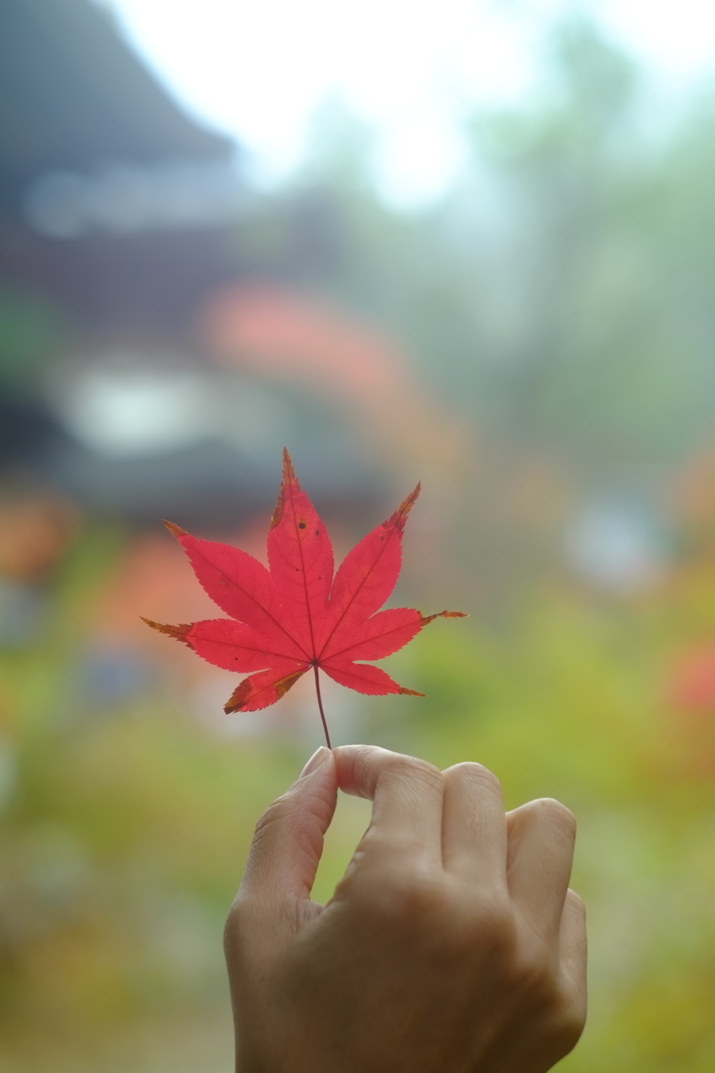 紅赤朱