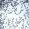 見上げると桜空