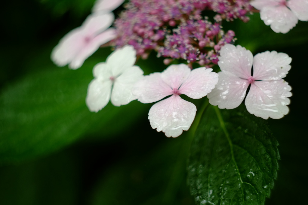 濡花芯