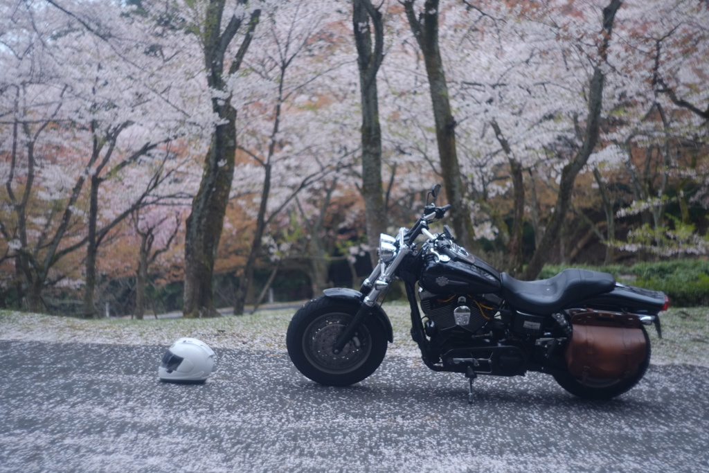 来週こそ