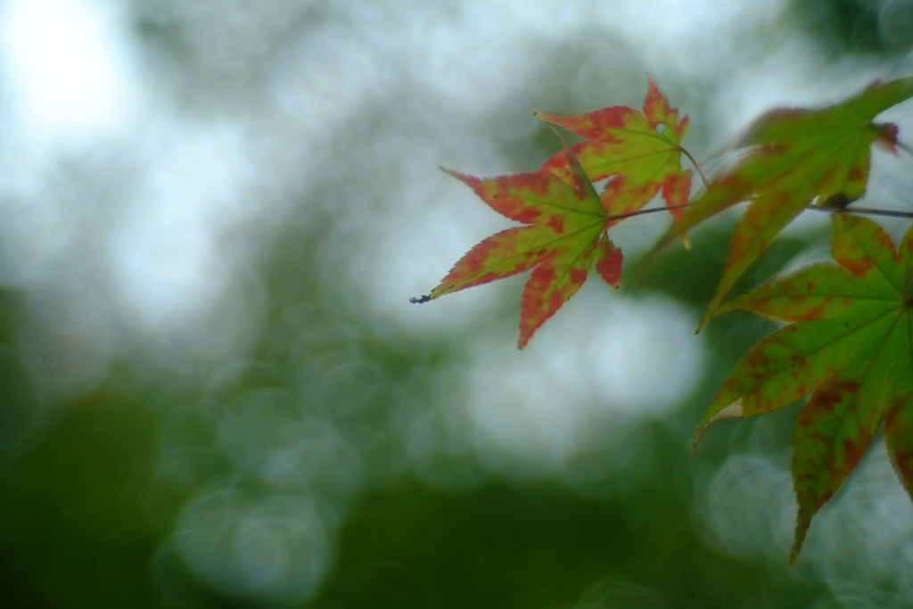 紅の印