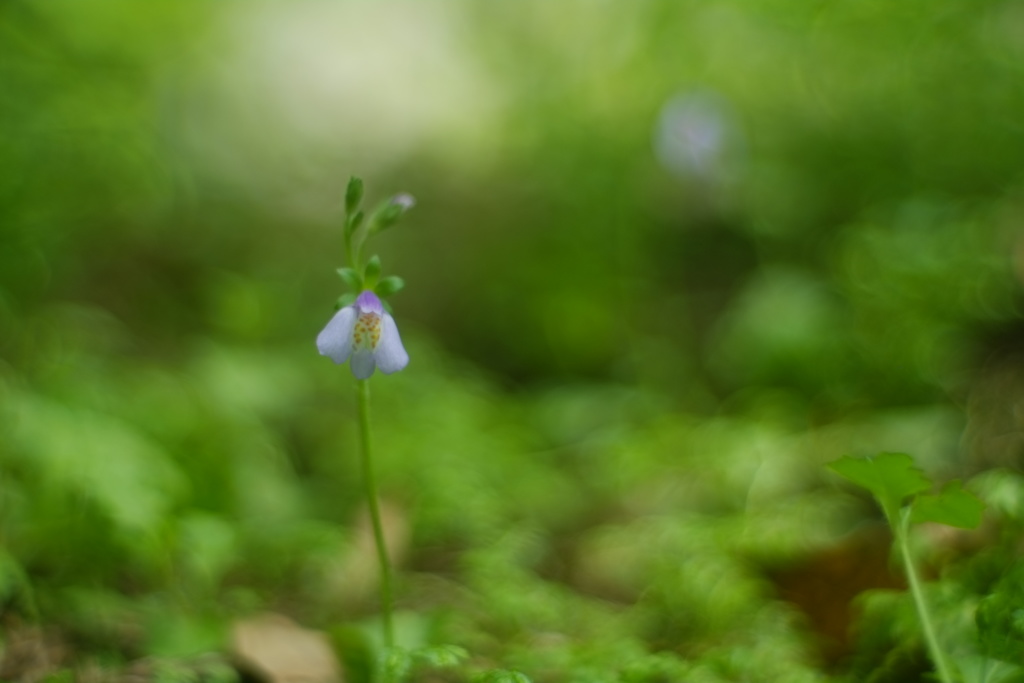 時の河を