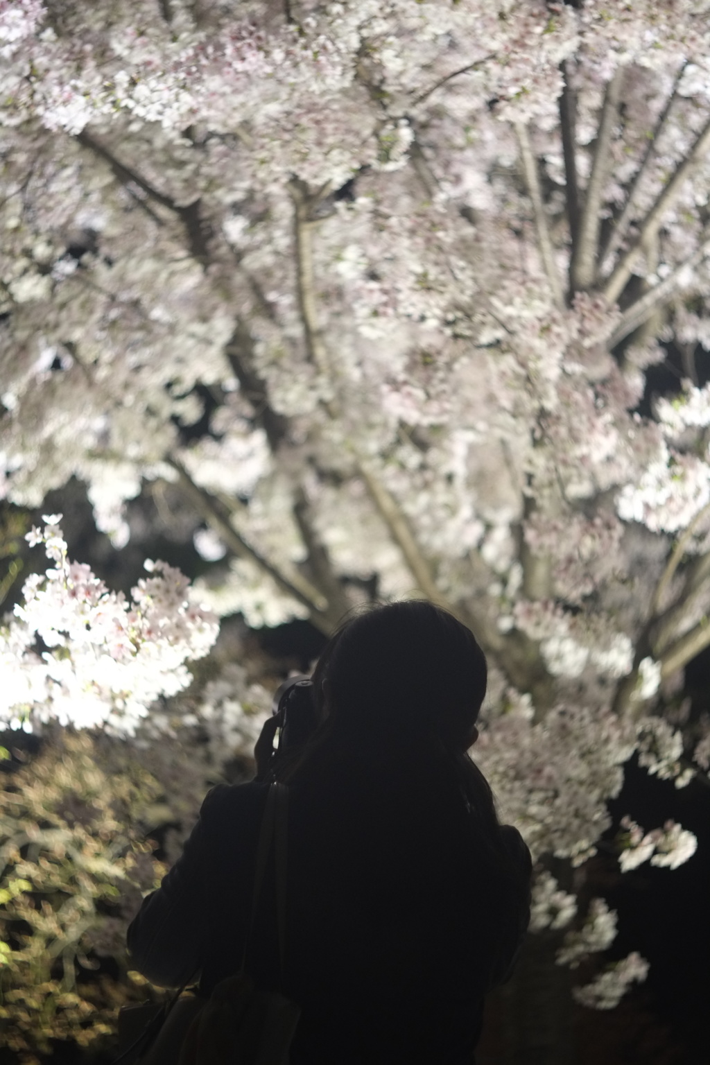 光の桜