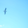 春の鳴き声