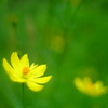 星になった
