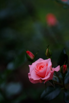 京の薔薇