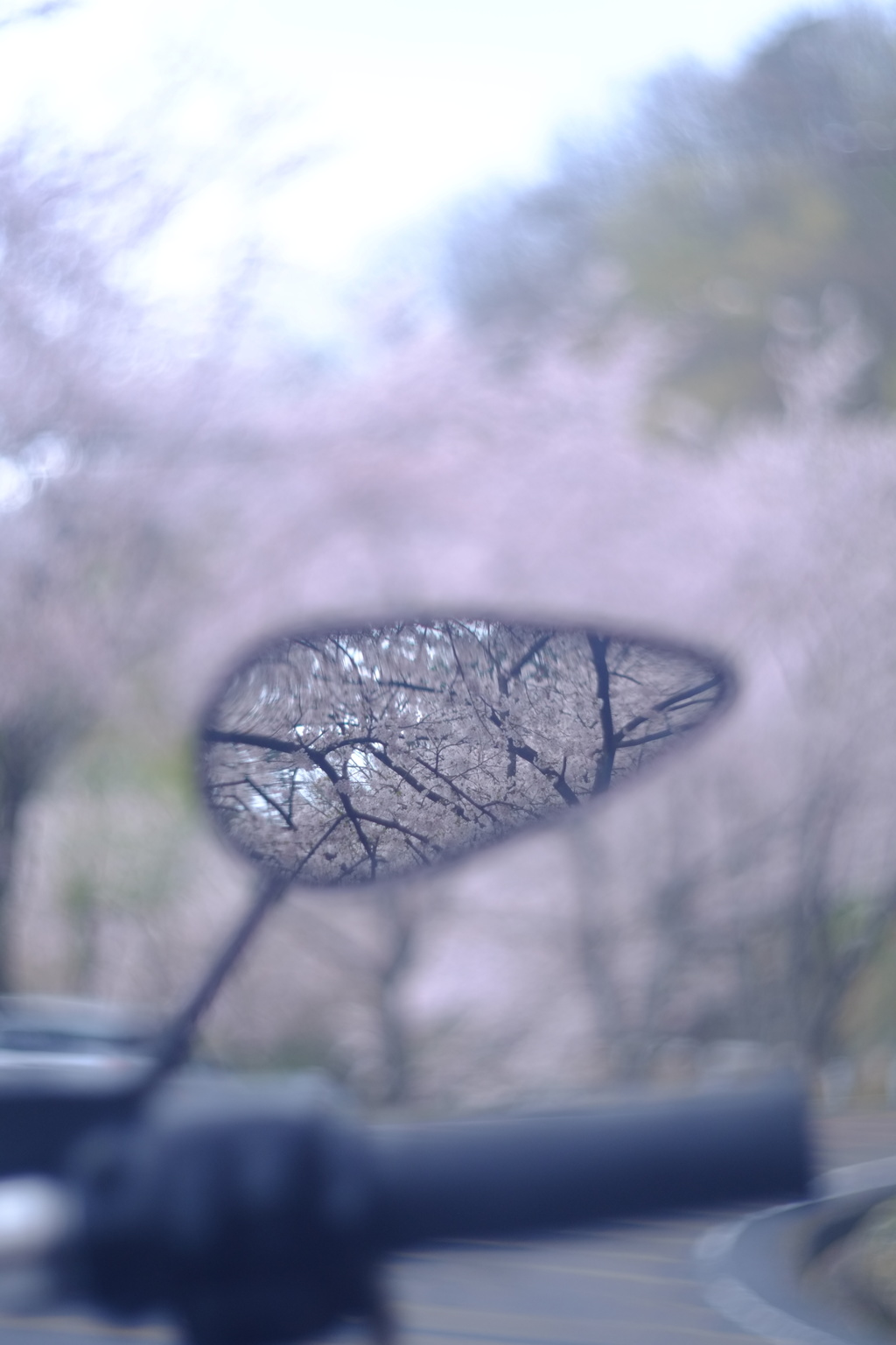 雨桜