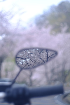 雨桜