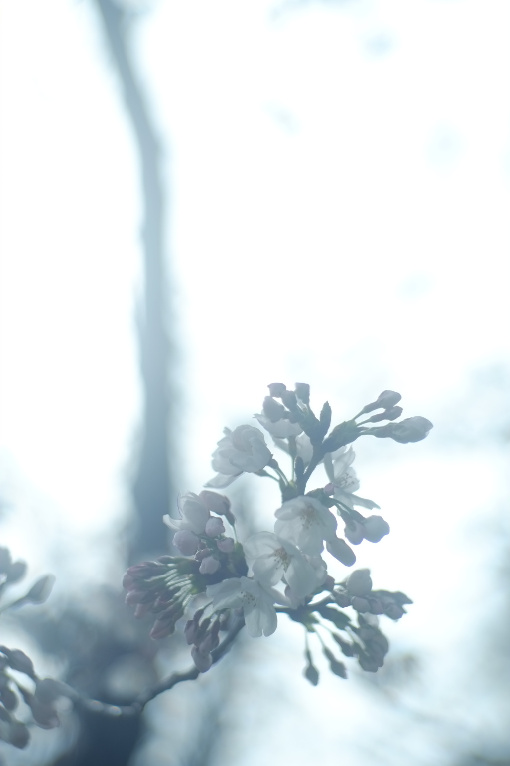 触れたい