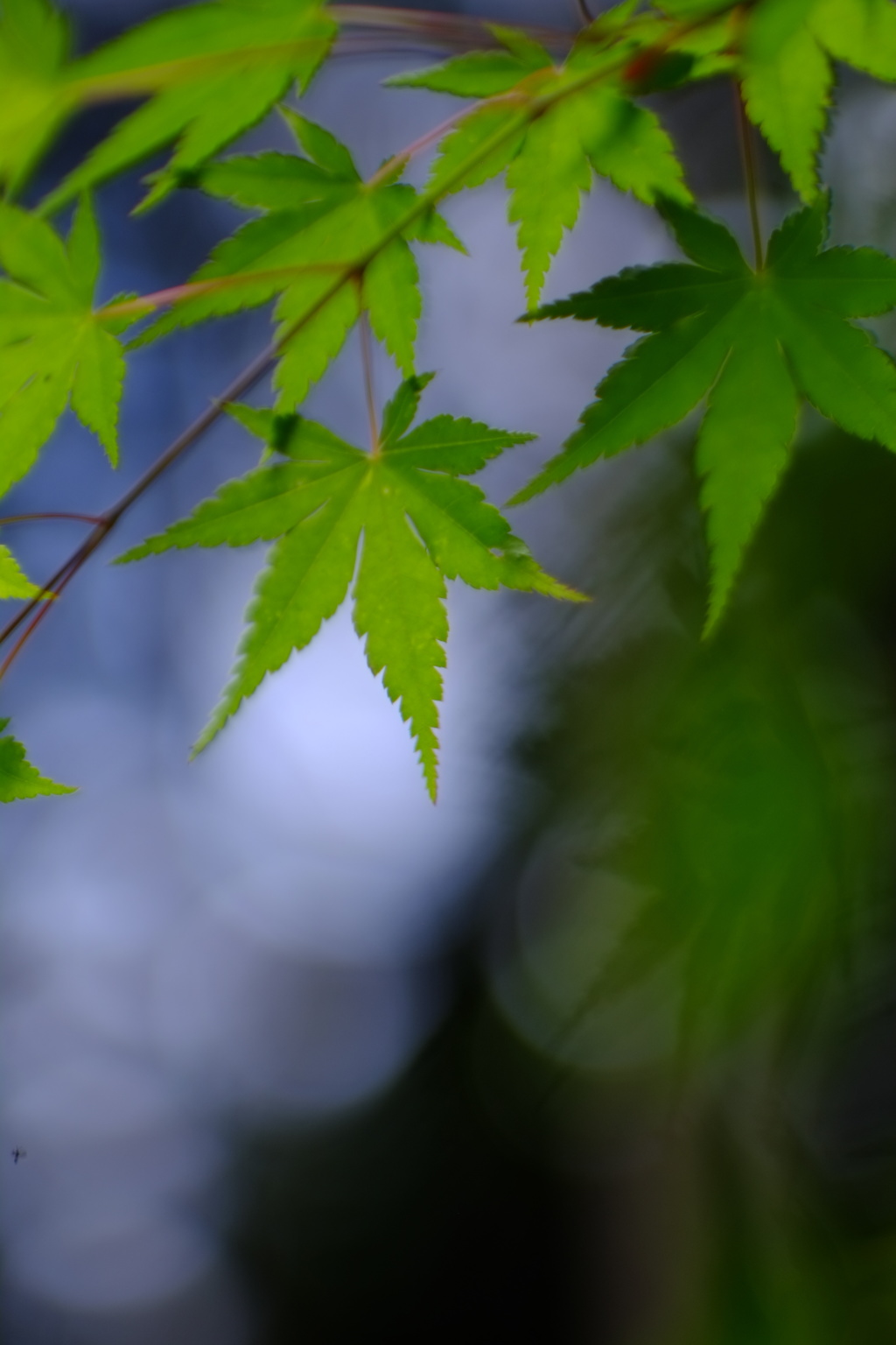 紅より緑？