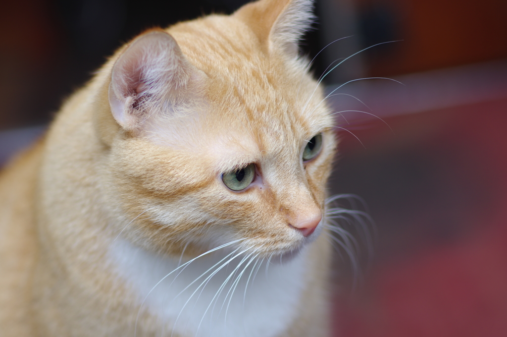 アムステルダムの猫