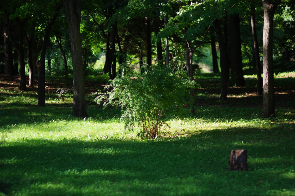 Forest