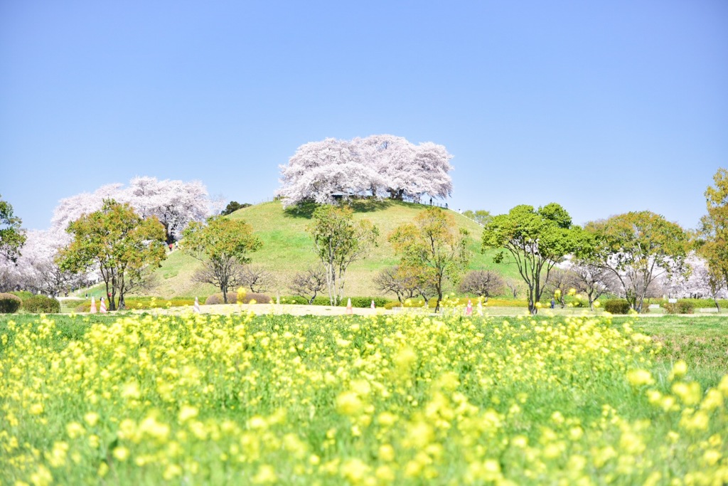 丸墓山古墳