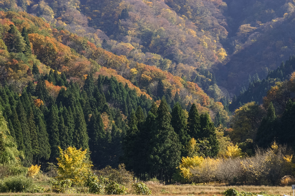 霜月 里山