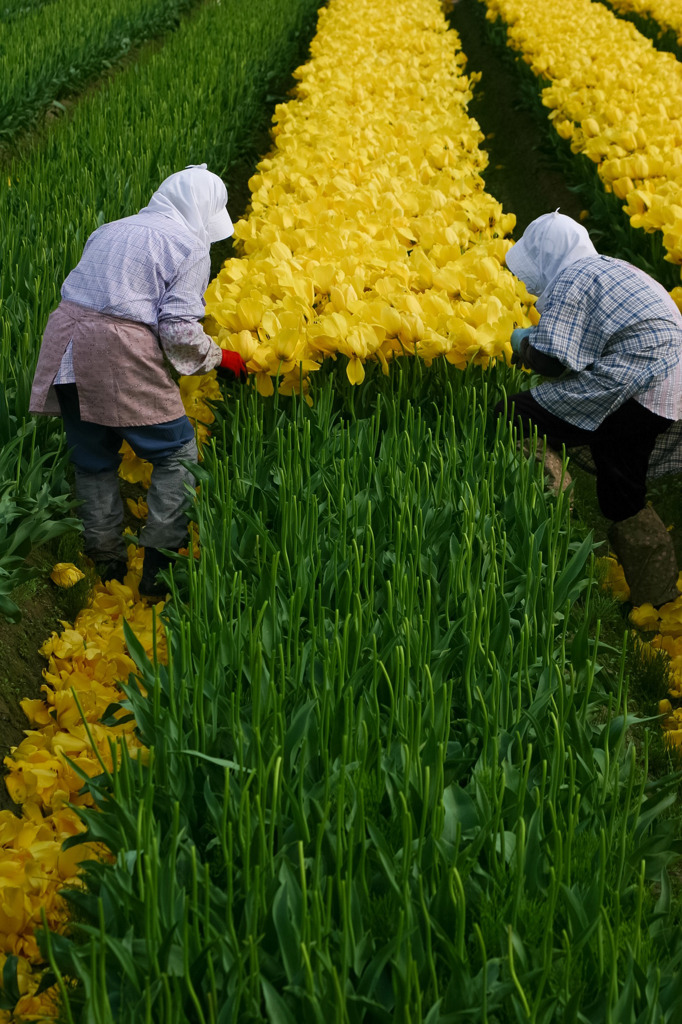 花摘み