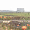幹線道路沿いの畑